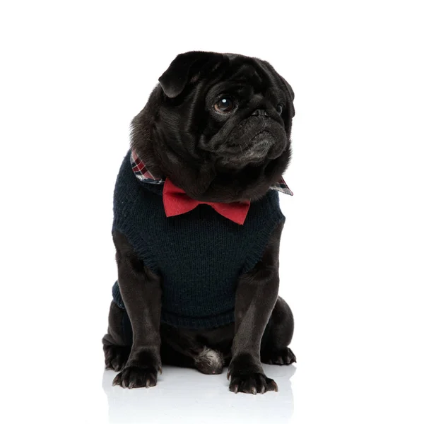 Determined black pug looking to the side — Stock Photo, Image