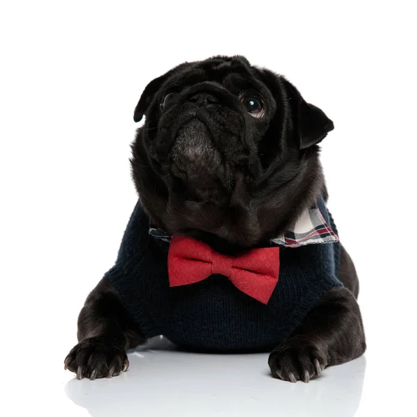 Eager black pug curiously looking upwards — Stock Photo, Image