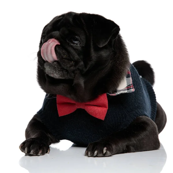 Upset pug looking forward and frowning — Stock Photo, Image