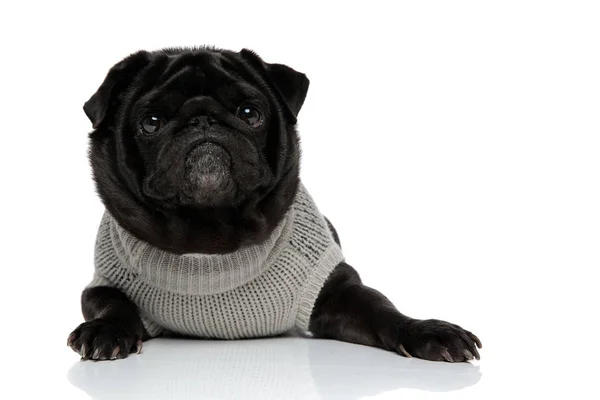 Brave looking black pug staring to the camera — Stock Photo, Image