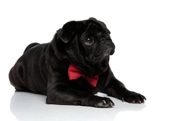 Harmless pug looking to the side with puppy eyes — Stock Photo, Image
