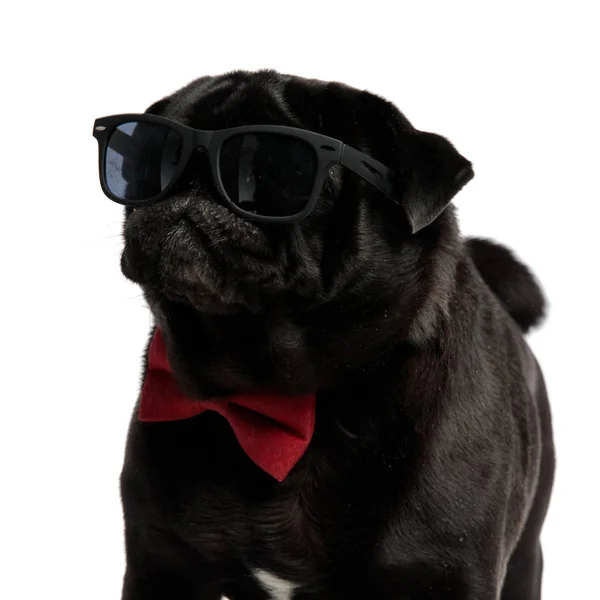 Pug mystifié regardant curieusement vers le côté — Photo