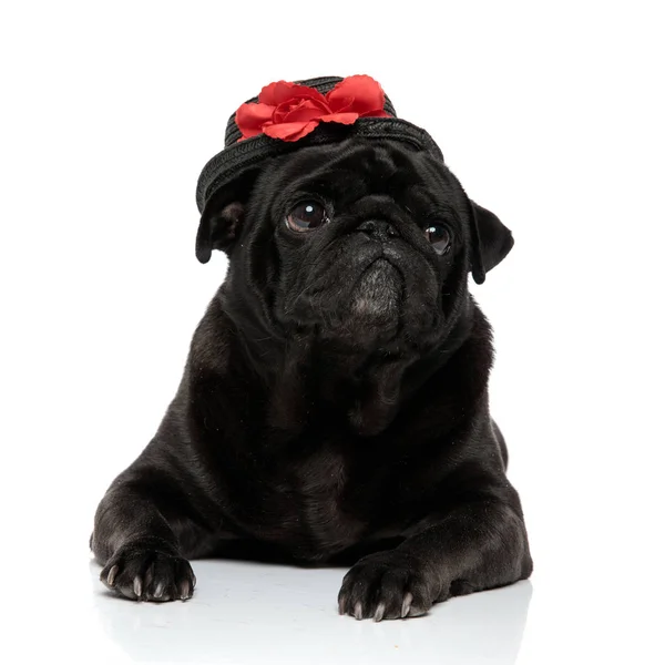 Precioso pug negro posando y mirando a un lado — Foto de Stock