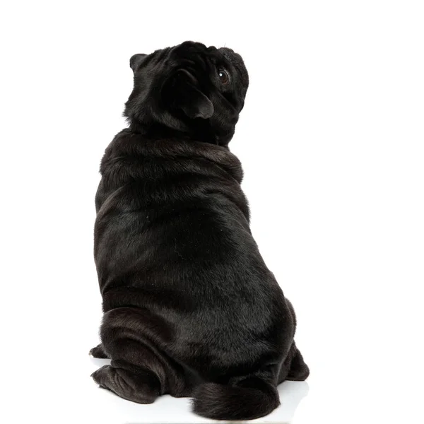 Achteraanzicht van een Mystified Pug nieuwsgierig naar boven — Stockfoto