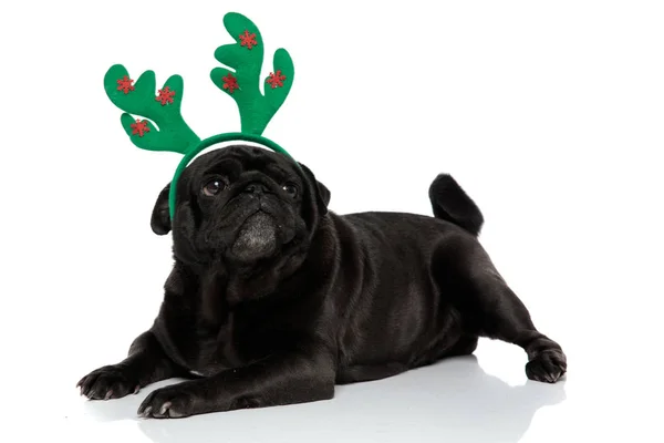 Side view of dreamful black pug looking up — Stock Photo, Image