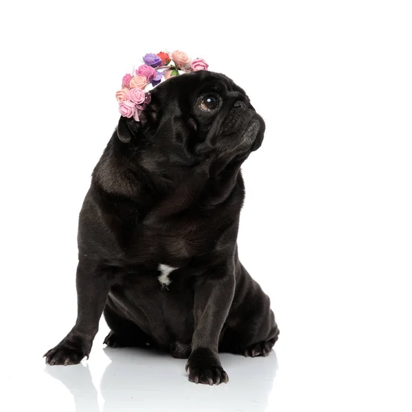 Curious black pug sitting on looking to the side — Stock Photo, Image