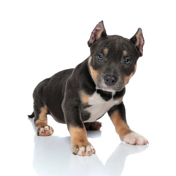 Determined black American Bully looking forward and frowning — Stock Photo, Image