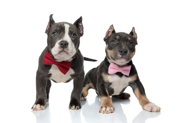 Dappere Amerikaanse Bully puppies vol vertrouwen Vooruitkijkend — Stockfoto