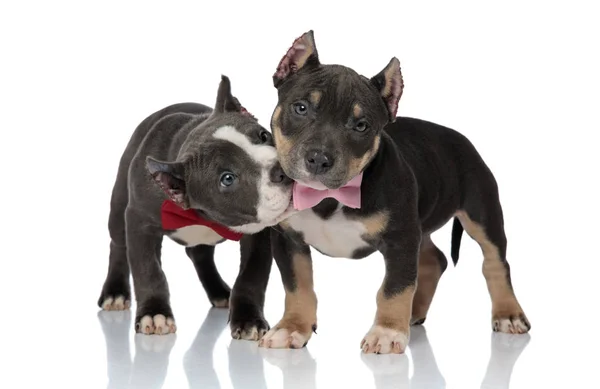 American Bully gryzie na jego firend w różowy Bowtie — Zdjęcie stockowe