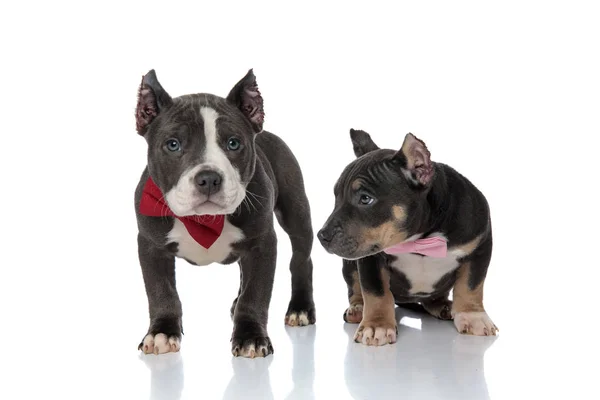 Mystifié American Bully chiots à la recherche — Photo