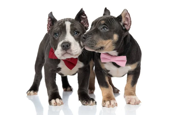 Adorável American Bully cachorros olhando ao redor — Fotografia de Stock