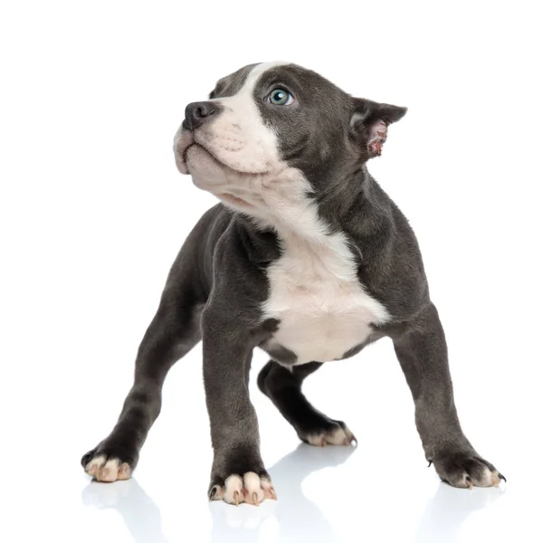 Brave American Bully mirando hacia un lado y posando — Foto de Stock