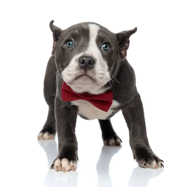 Scared blue American Bully looking up — Stock Photo, Image