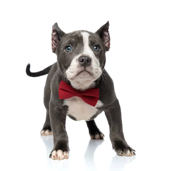 Playful American Bully stoi i nosi czerwoną Bowtie — Zdjęcie stockowe