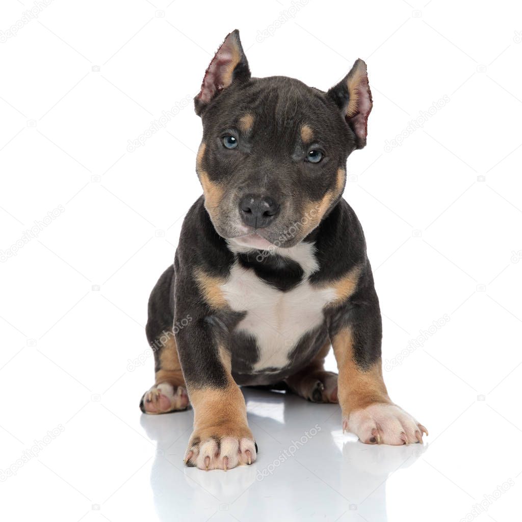 Tough American Bully puppy looking forward and frowning