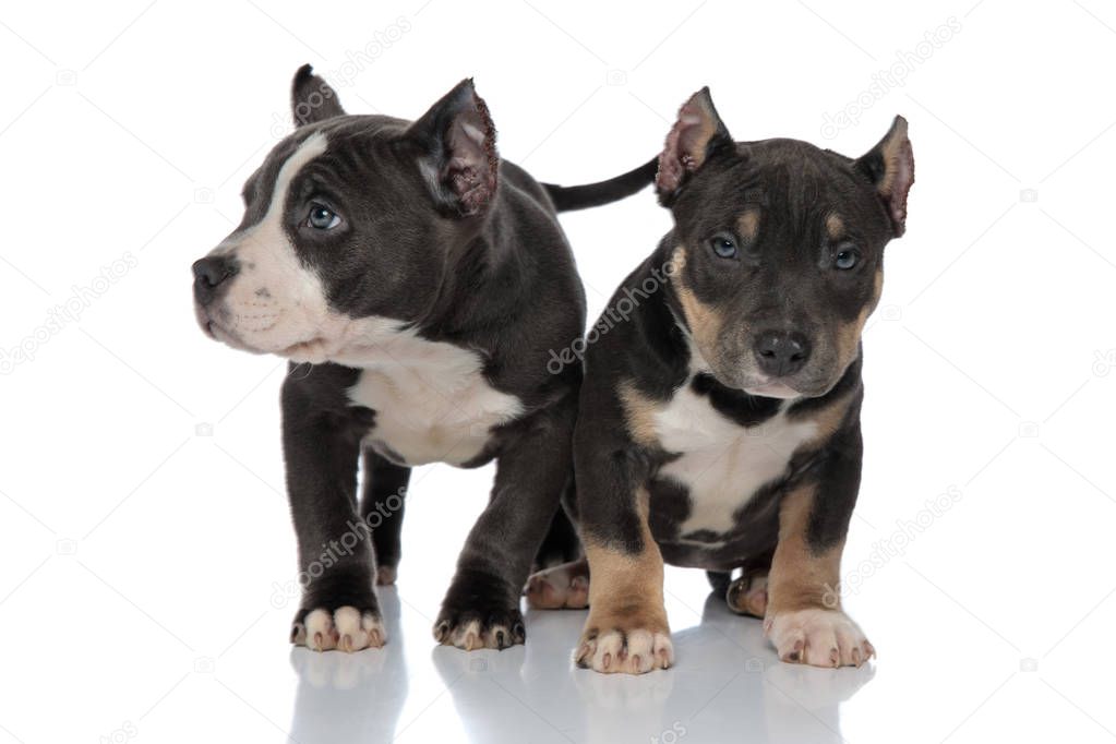 Scared American Bully puppy being protected by his friend