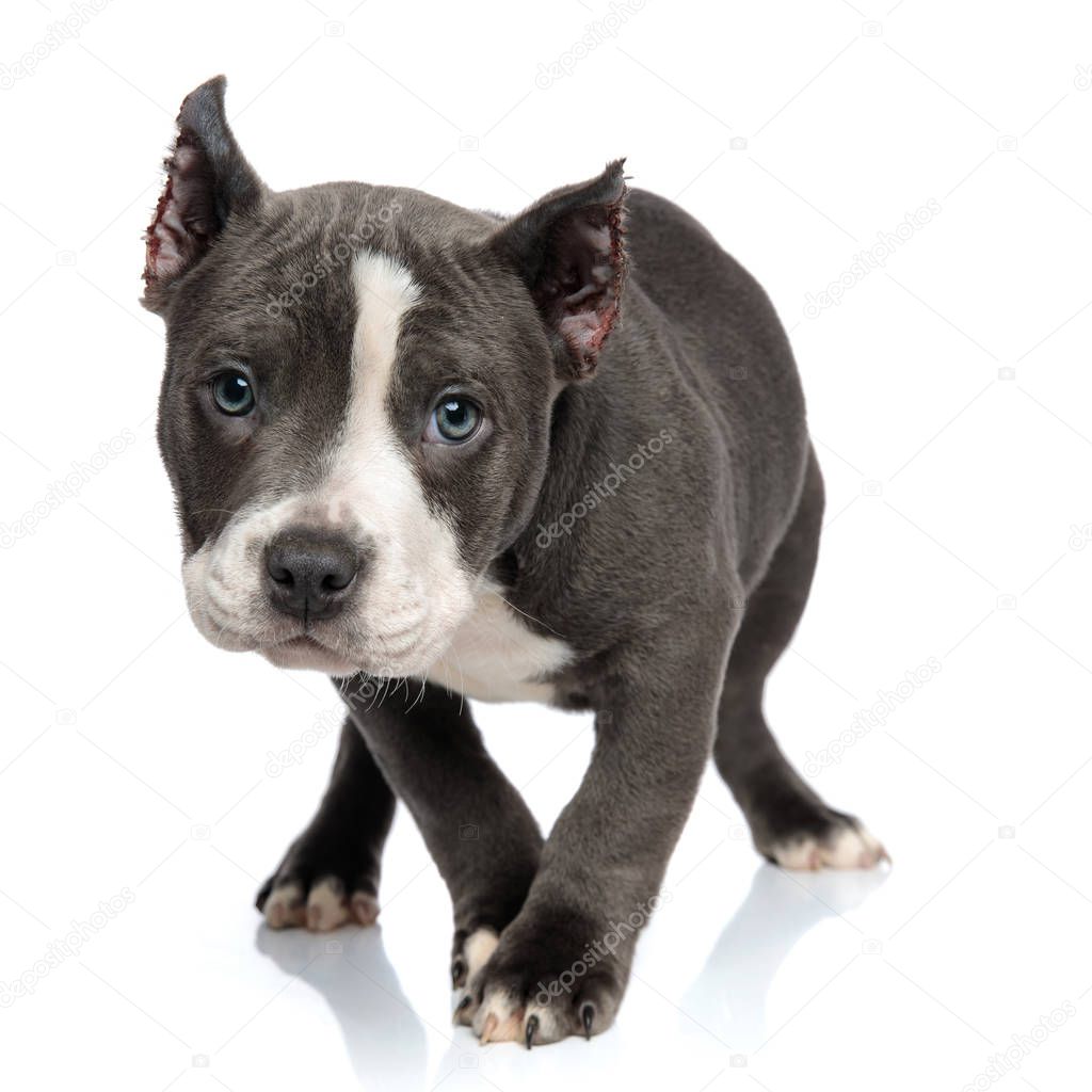Mystified blue American Bully puppy curiously walking 