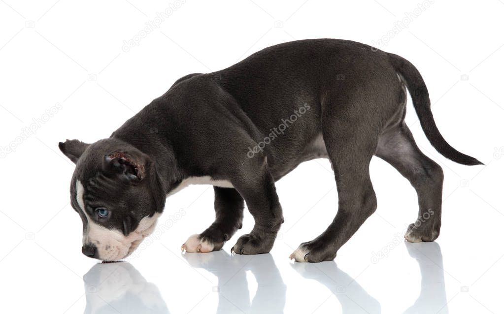 Side view of mystified American Bully curiously sniffing