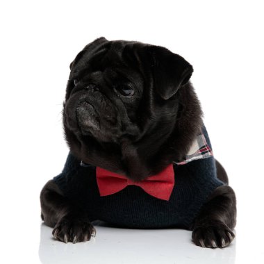 Üzgün siyah pug yan bakıyor ve kaşlarını çatma