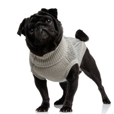 Ağzı kapalı olan şaşkın pug uzağa bakıyor