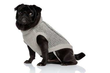 Korkmuş siyah pug yan bakıyor