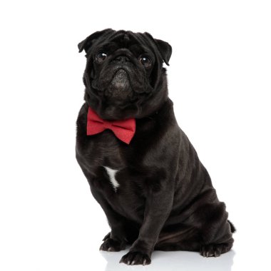 Cesur siyah pug ağzı kapalı ileriye bakıyor