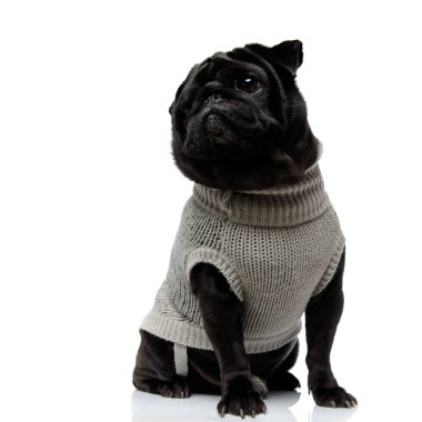 Adoreble siyah pug yan lara bakıyor