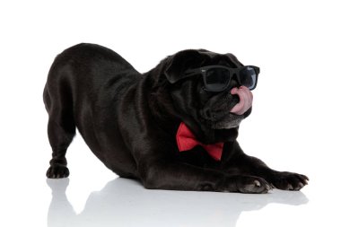 Sevimli pug germe ve yan bakıyor