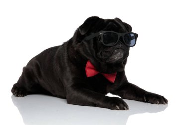 Ağzı kapalı yan bakan emin pug