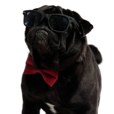 Yan bakarak sert siyah pug yakın