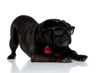 Rahat siyah pug yan ve germe bakıyor