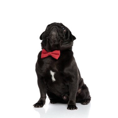 Hevesli pug merakla yukarı bakıyor ve yalvarıyor