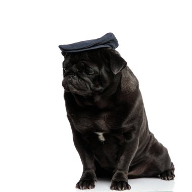 Üzgün pug yan bakarak