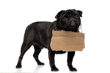 Güzel siyah pug yalvarıyor ve ileriye dönük