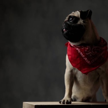 ahşap bir kutu üzerinde duran kırmızı bir bandana giyen sevimli pug