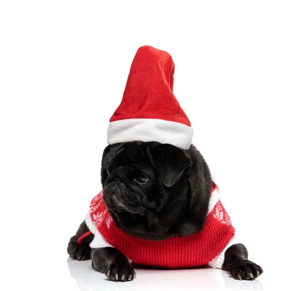 Mystified pug curiously looking sideways — Stock Photo, Image