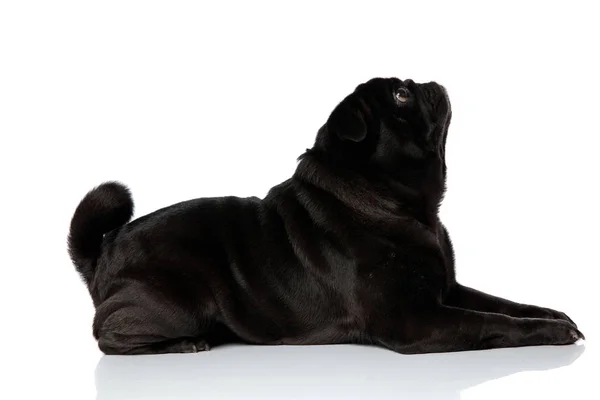 Zijaanzicht van een Mystified Pug naar boven — Stockfoto