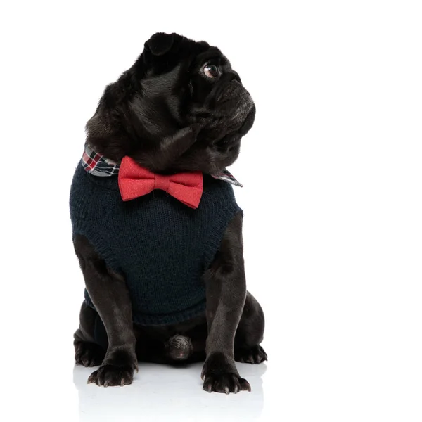 Mystified pug looking to the side — Stock Photo, Image