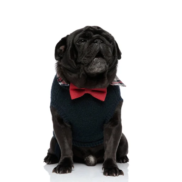 Sleepy black pug sitting and yawning — Stock Photo, Image