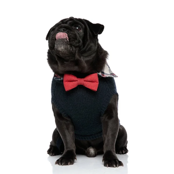 Adorable black pug looking upwards and licking his nose — Stock Photo, Image