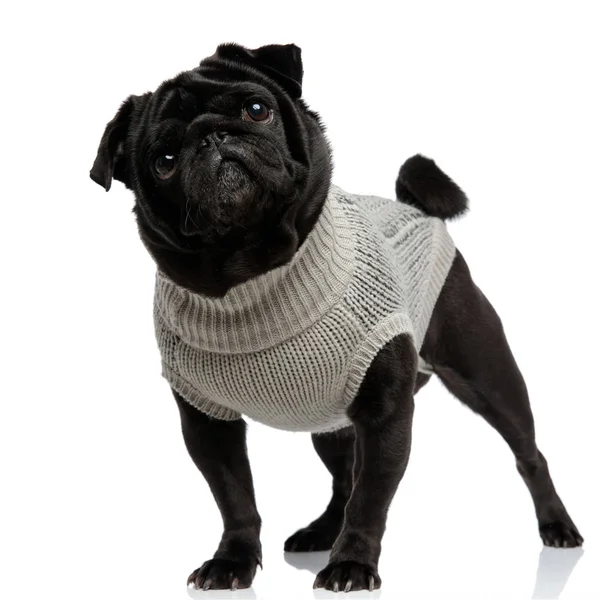 Ağzı kapalı olan şaşkın pug uzağa bakıyor