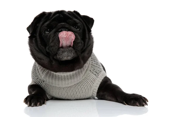 Clumsy pug licking his nose and looking forward — Stock Photo, Image