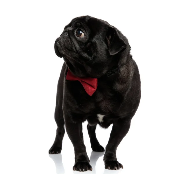 Mystified pug curiously looking to the side — Stock Photo, Image