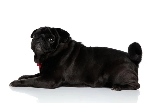 Zijaanzicht van een mooie Pug die over zijn schouder kijkt — Stockfoto