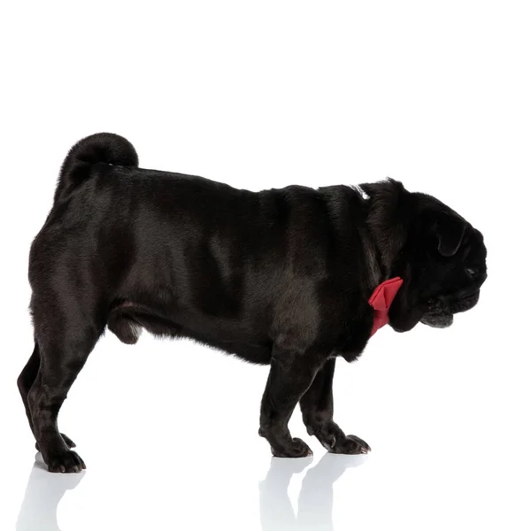 Concerned pug looking down and frowning — Stock Photo, Image