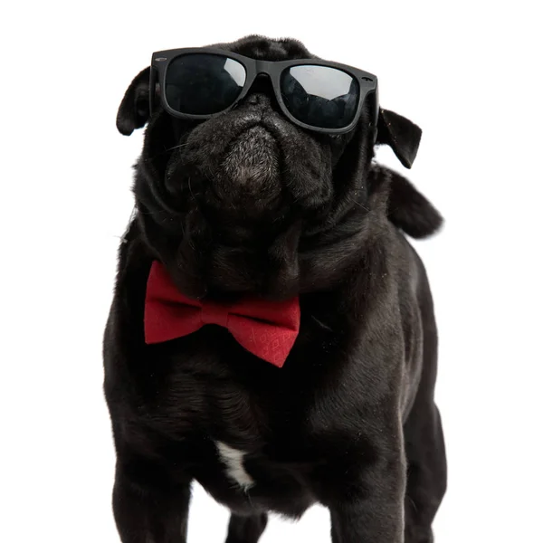 Cool pug bravely looking forward — Stock Photo, Image