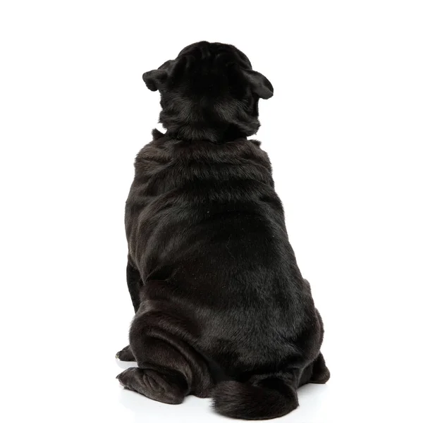 Achteraanzicht van een zwarte Pug die uitkijkt — Stockfoto