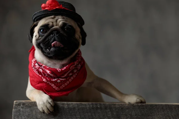 Adorável pug que estabelece em uma caixa de madeira — Fotografia de Stock