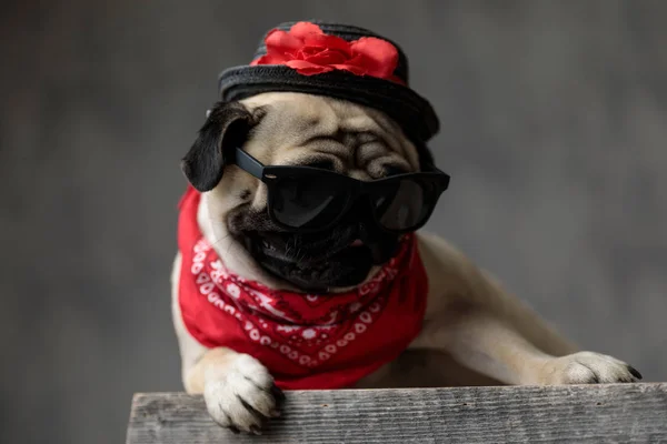 Adorável pug jovem sentado e vestindo uma bandana — Fotografia de Stock