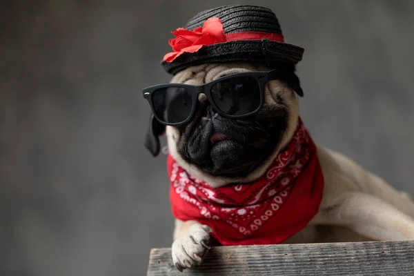Милий мопс у капелюсі, сонцезахисних окулярах та червоній бандані — стокове фото
